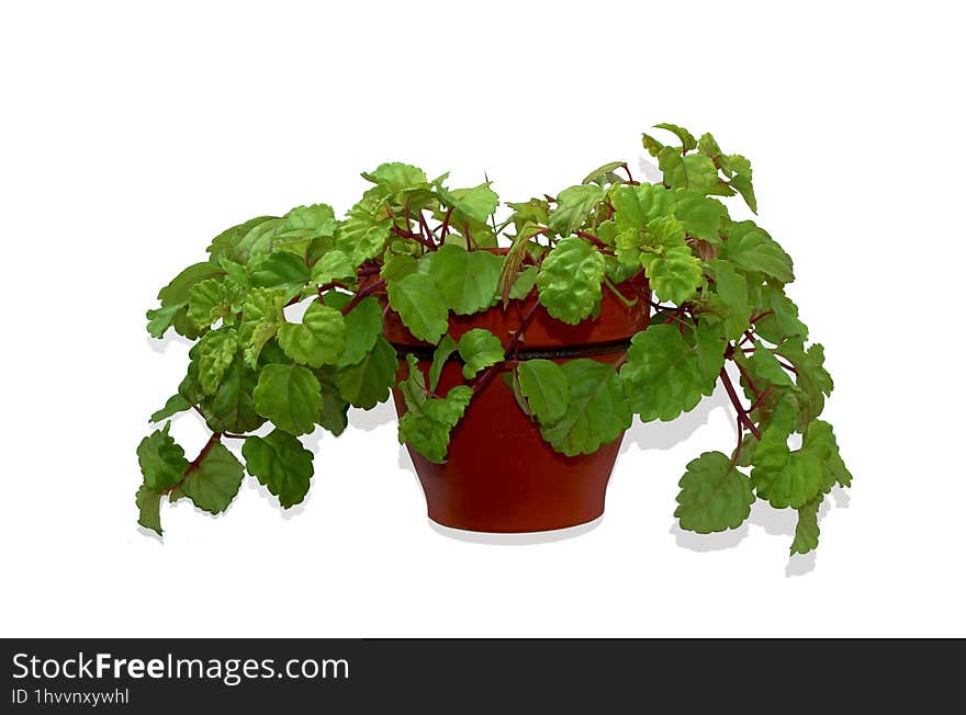 Money Plant, Plectranthus Verticillatus, In A Hanging Pot, Isolated On White Background