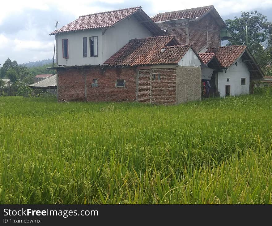 A very beautiful house surrounded by vast expanses of rice fields, in Garut, West Java, Indonesia