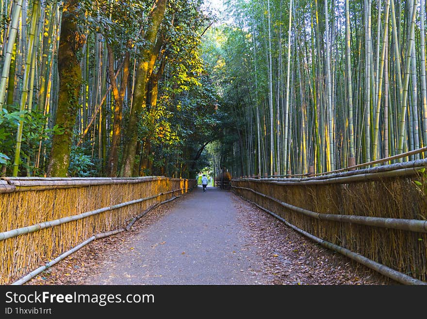 Mesmerizing Arashiyama Bamboo Grove In Kyoto, Japan