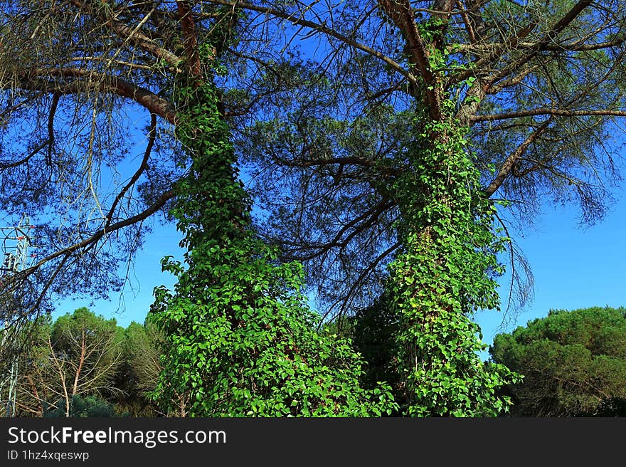 ivy covered trees in a pine forest in a natural landcape