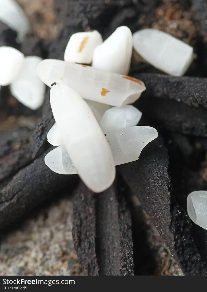 incense and rice during the sacred ceremony