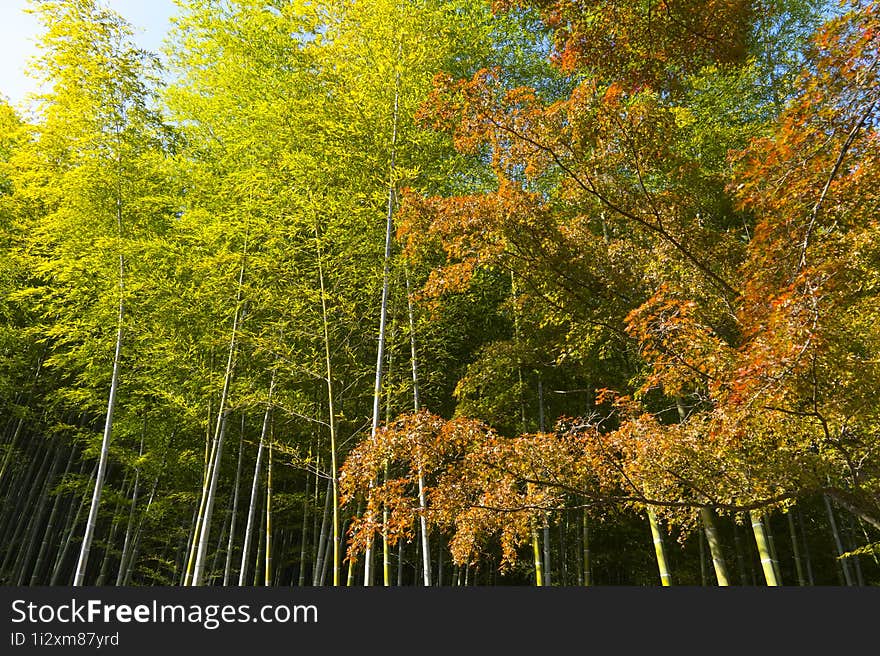 Mesmerizing Arashiyama Bamboo Grove in Autumn