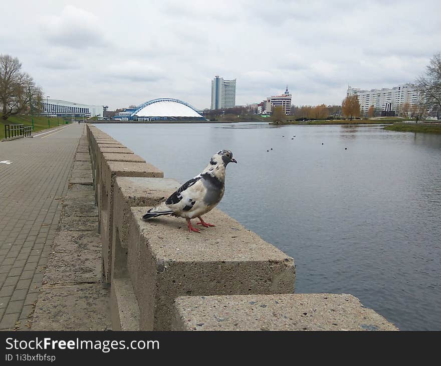 Lonely Dove Against The Background Of The River