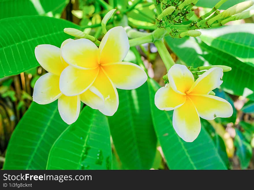 White And Yellow Plumeria, Frangipani, Or Hawaiian Lei Flower With Bokeh Background, In Indonesia. The Oil Has Been Used In Perfum