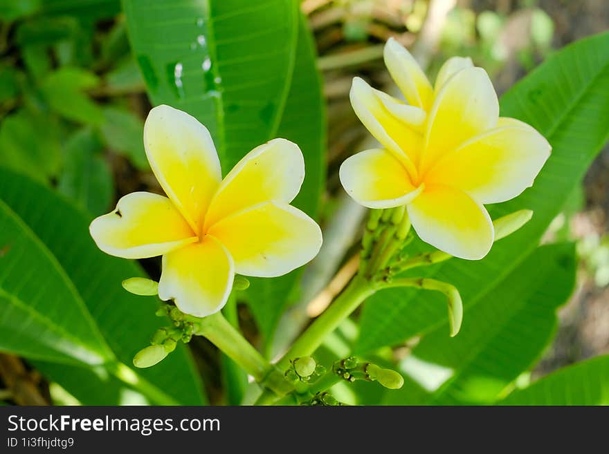 White and yellow Plumeria, Frangipani, or Hawaiian Lei flower with bokeh background, in Indonesia. The oil has been used in perfum