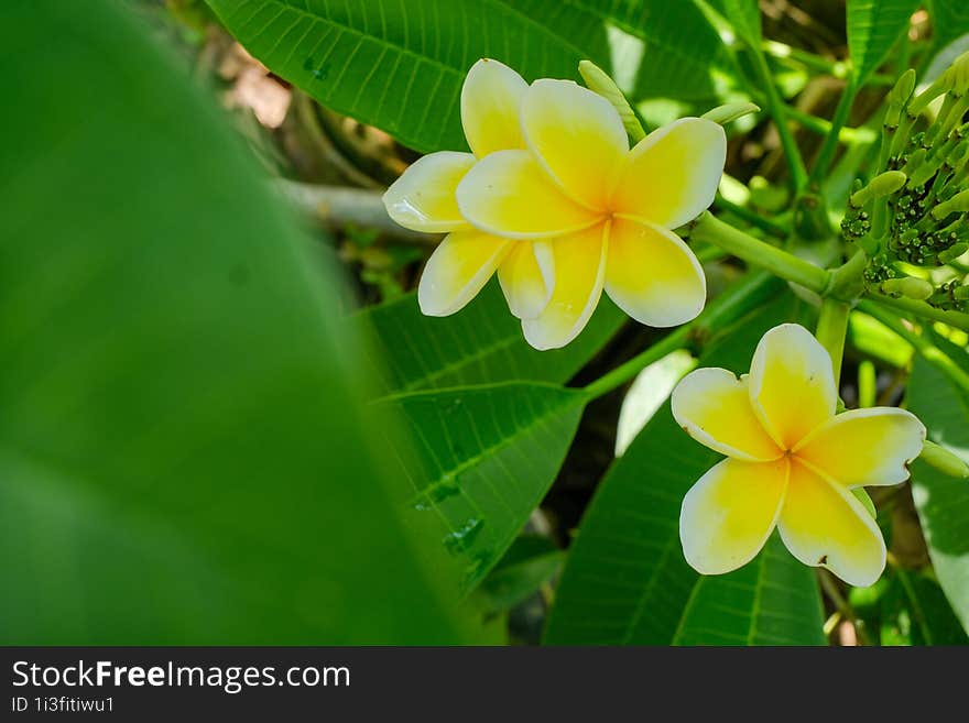 White and yellow Plumeria, Frangipani, or Hawaiian Lei flower with bokeh background, in Indonesia. The oil has been used in perfumery. The flowers are white and yellow