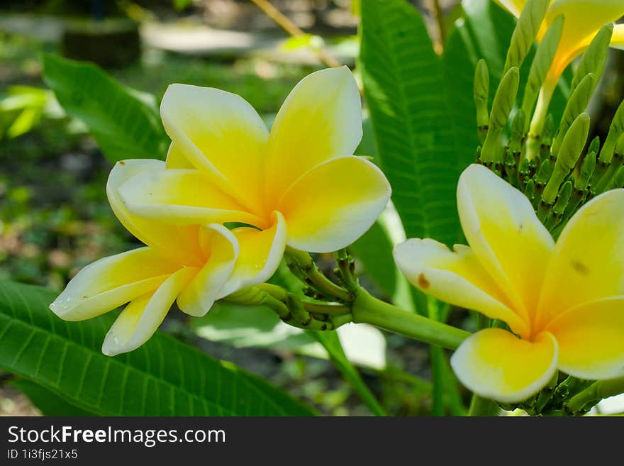 White and yellow Plumeria, Frangipani, or Hawaiian Lei flower with bokeh background, in Indonesia. The oil has been used in perfumery. The flowers are white and yellow