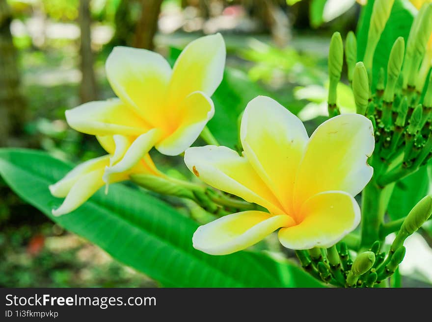 White and yellow Plumeria, Frangipani, or Hawaiian Lei flower with bokeh background, in Indonesia. The oil has been used in perfum