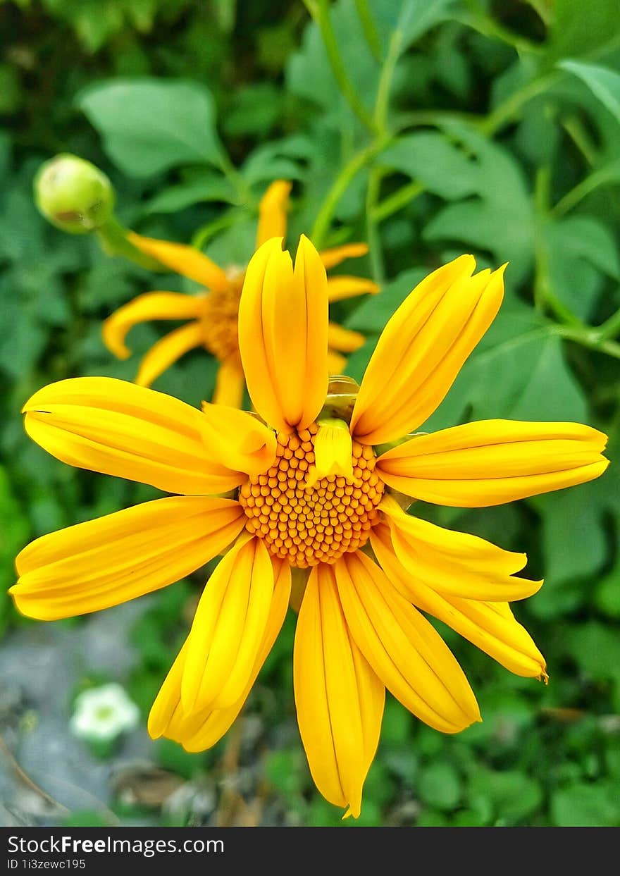 Tithonia Diversifolia flowers with blur background