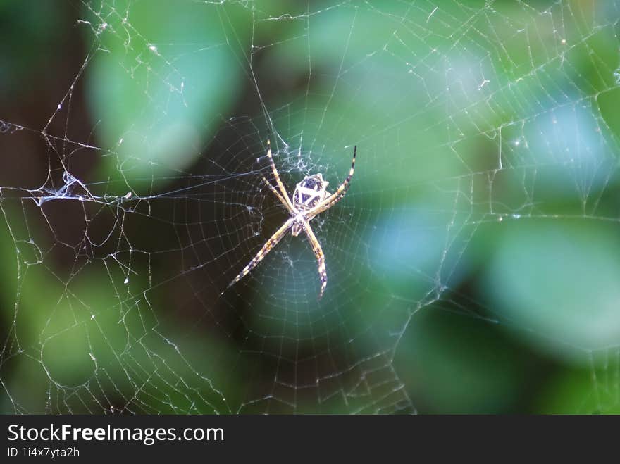 garden weaver spider in my garden