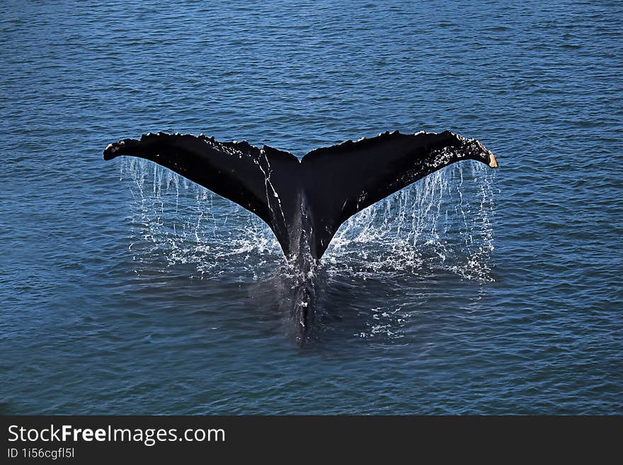 Tail Whale Above Ocean Top Up View