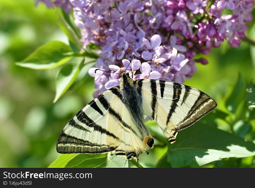 Butterfly and lilac flower in the garden