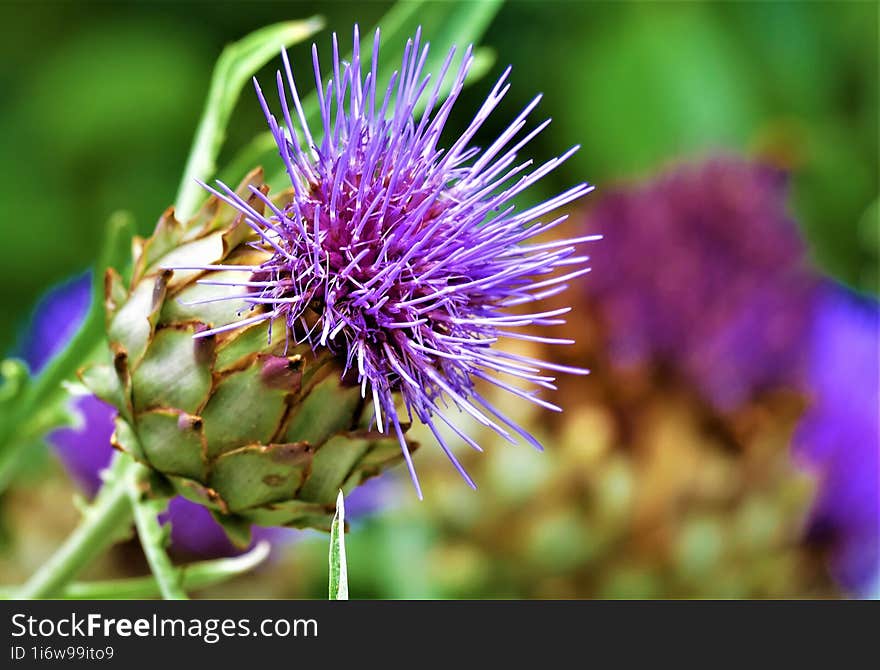 Purple artichoke flower in the garden