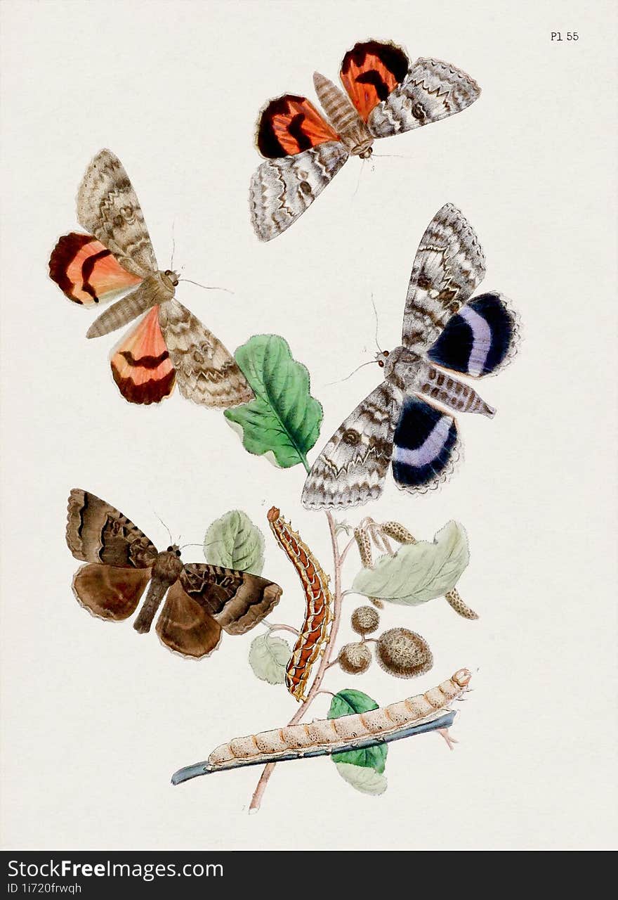 Vintage Moths illustration. Colorful Moth Depictions and Metamorphoses