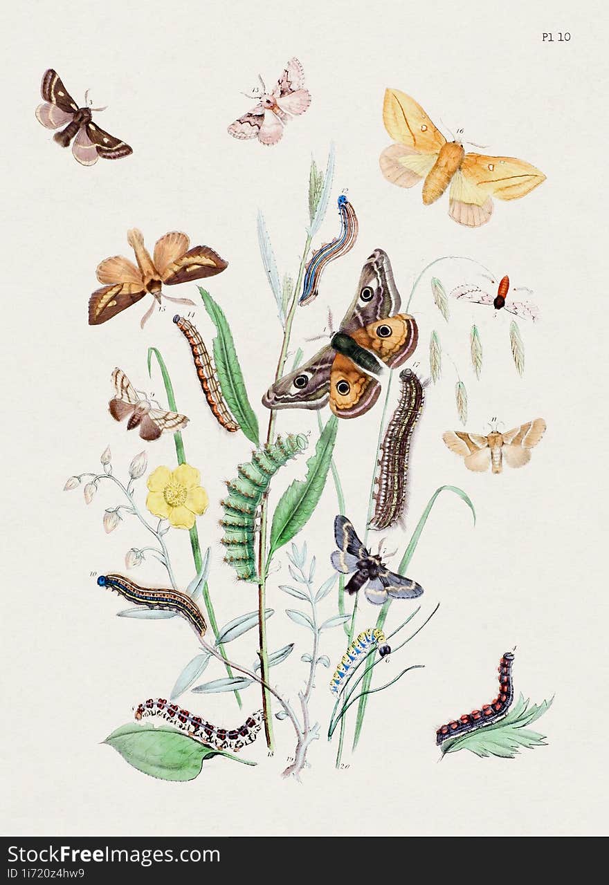 Vintage Moths Illustration. Colorful Moth Depictions And Metamorphoses