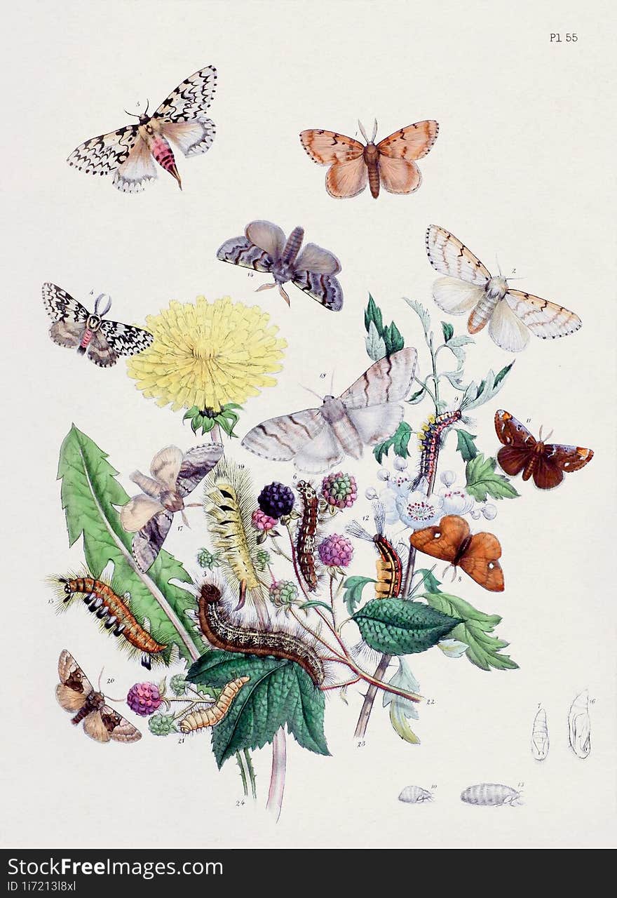 Vintage Moths illustration. Colorful Moth Depictions and Metamorphoses