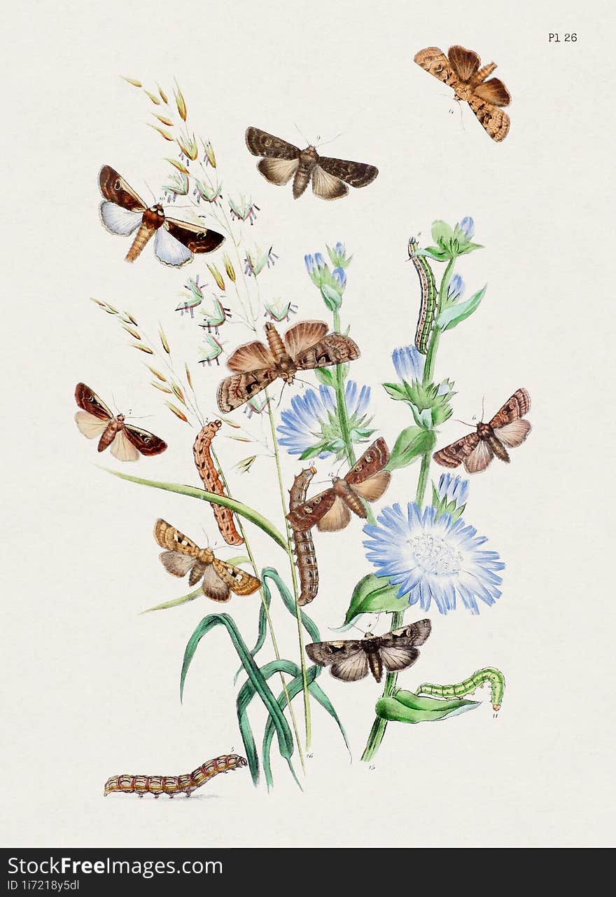 Vintage Moths illustration. Colorful Moth Depictions and Metamorphoses