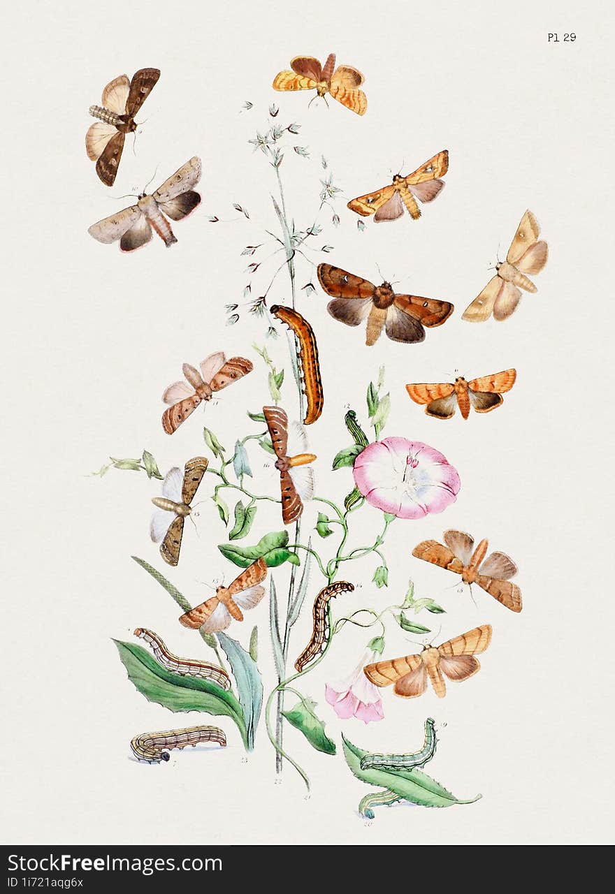 Vintage Moths illustration. Colorful Moth Depictions and Metamorphoses