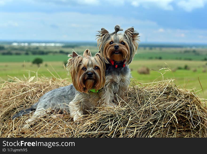 Yorkshire Terrier in the field on the hay