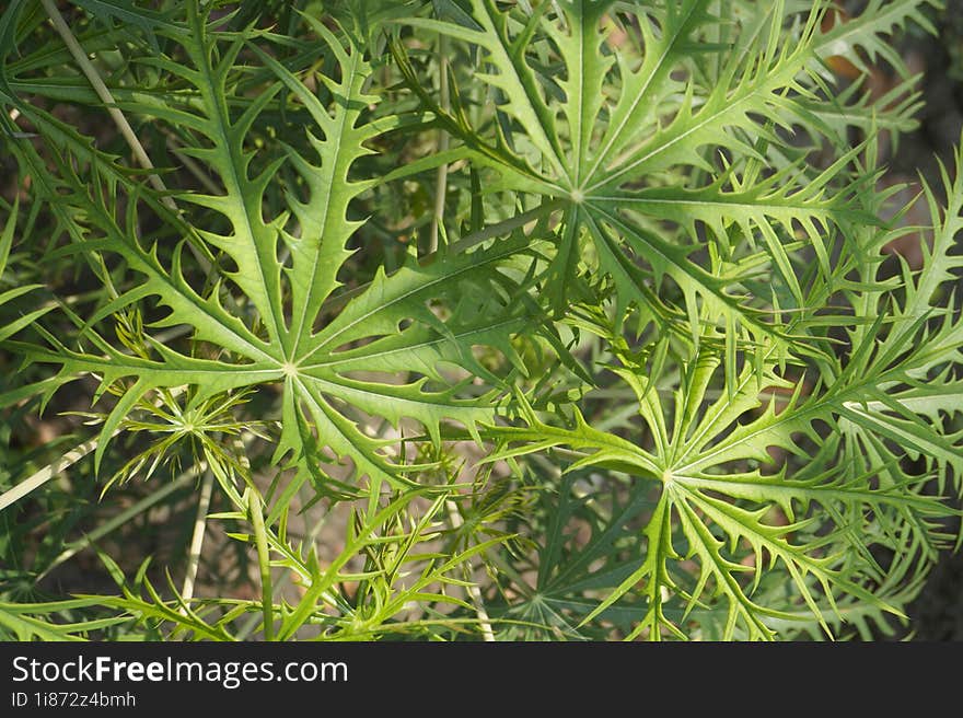 Fresh leaves with a beautiful texture