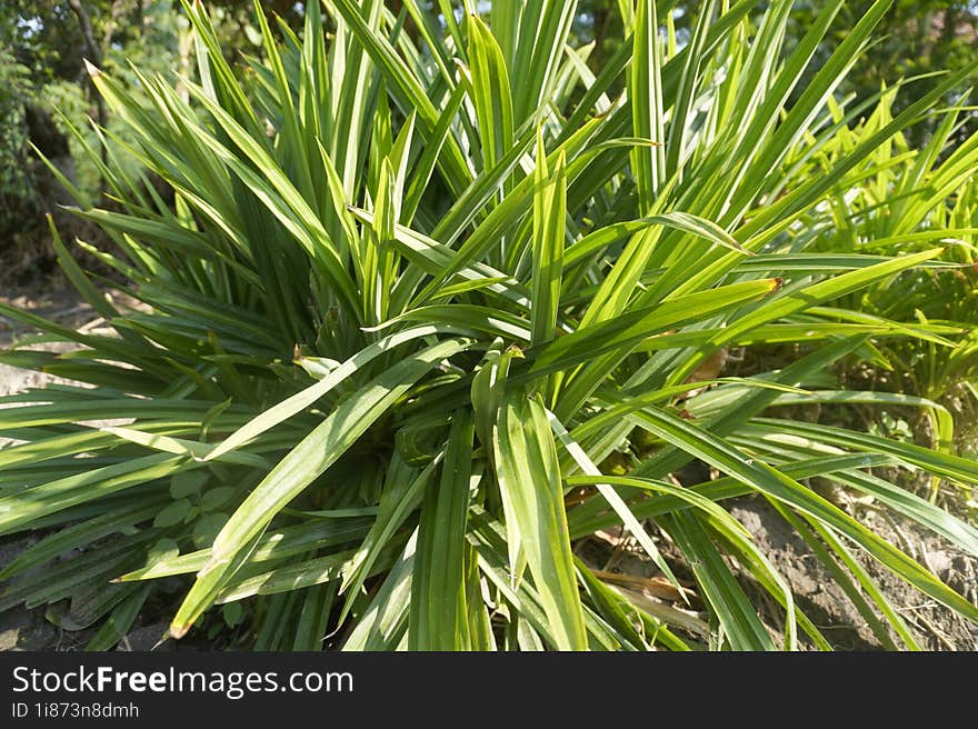 Pandan Tree With Lush And Fresh Leaves In The Morning