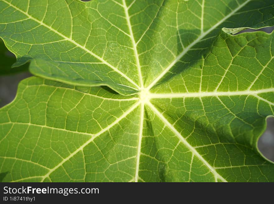 Fresh green leaf spine background. papaya leaves, galangal. natural background concept