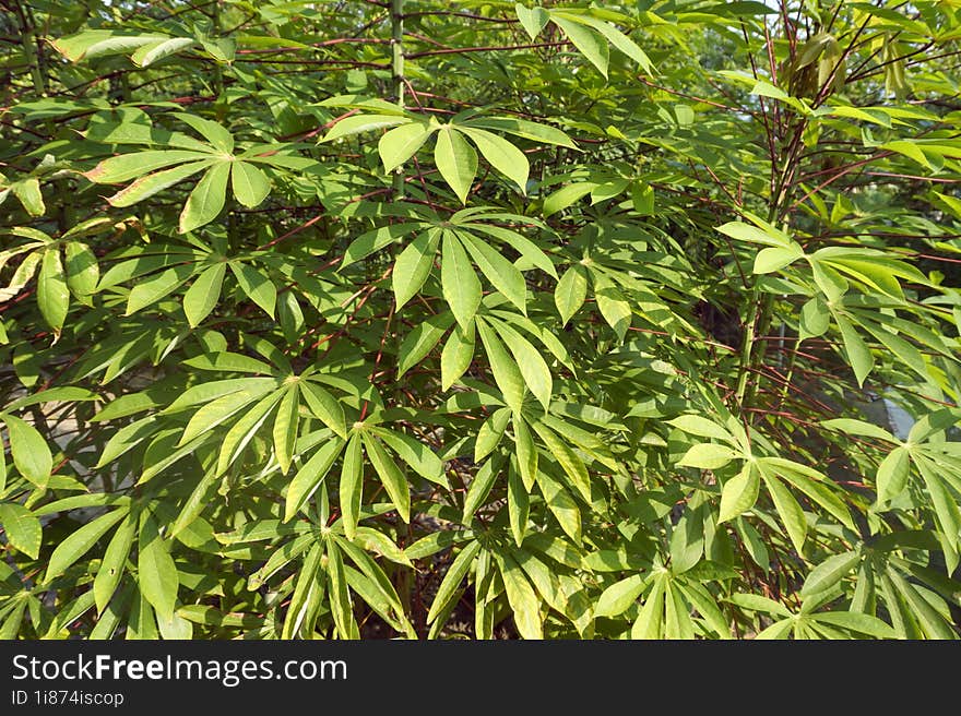 Background of cassava leaves with beautiful texture, cassava leaves for cooking as a vegetable or for fresh vegetables