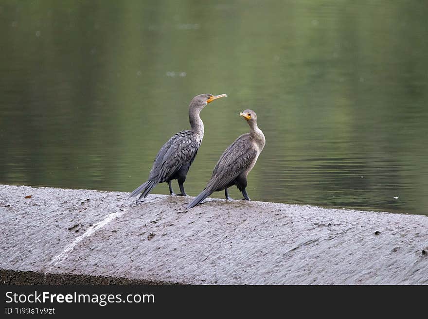 Two Cormorants Perched On A Dam