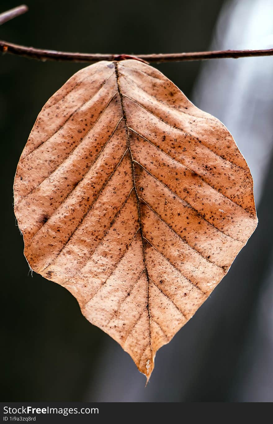 Isolated macro photo of a brown leaf. Bacau, Romania. Isolated macro photo of a brown leaf. Bacau, Romania.