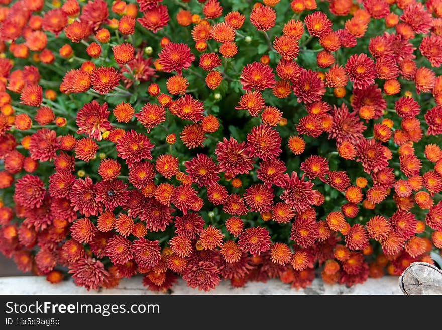 Vibrant Red Colorful Hardy Chrysanthemum & X28 Garden Mum& X29 . Flower In Nature, Close-up.