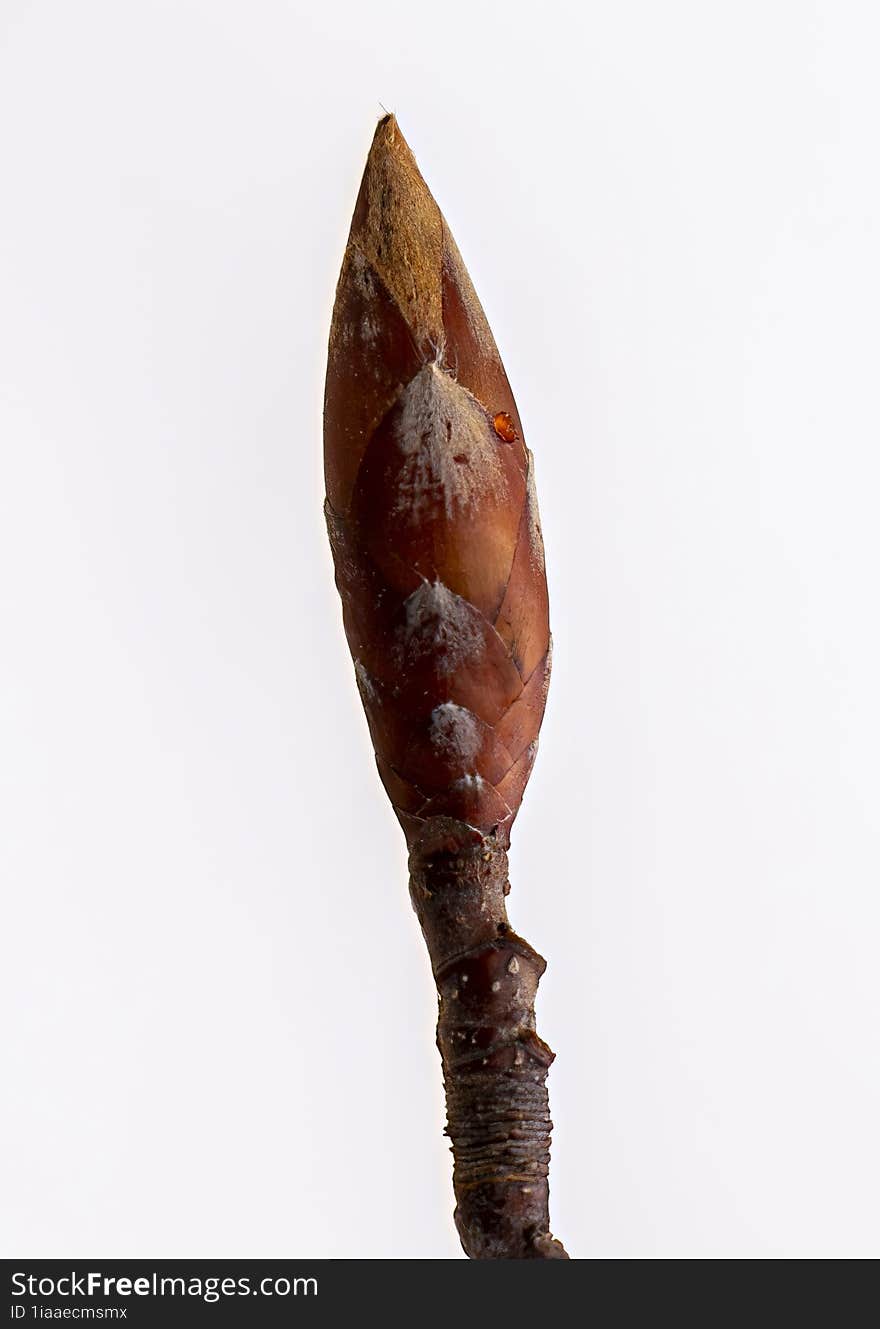 Macro photo of a tree bud from the Fantanele forest, Bacau, Romania.