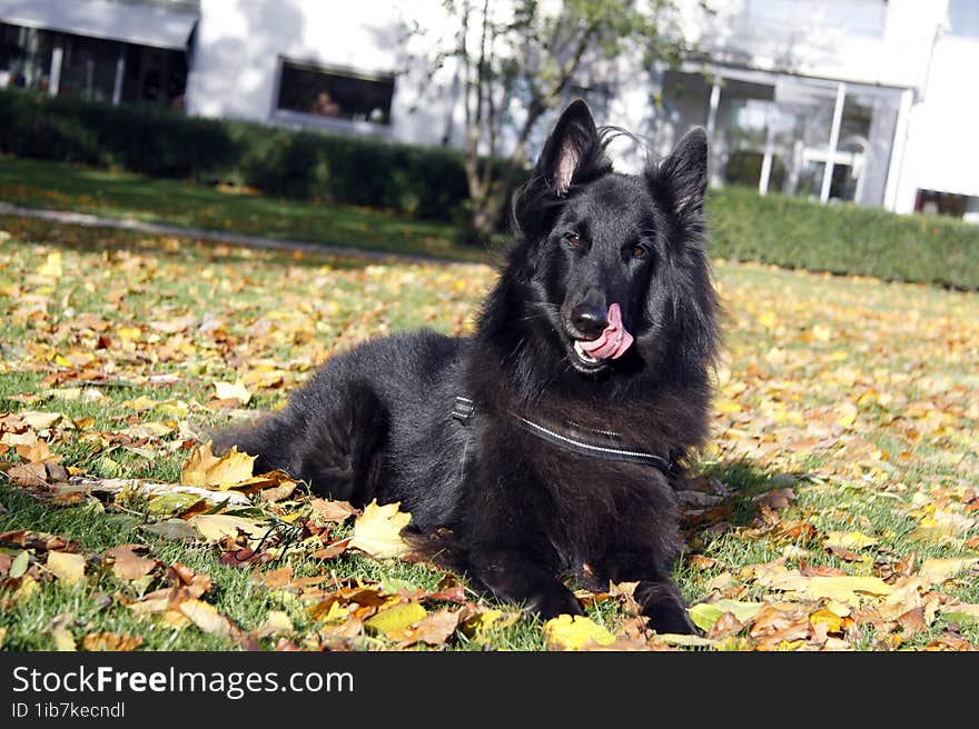 Belgian Shepherd Groenendael black dog in fall setting