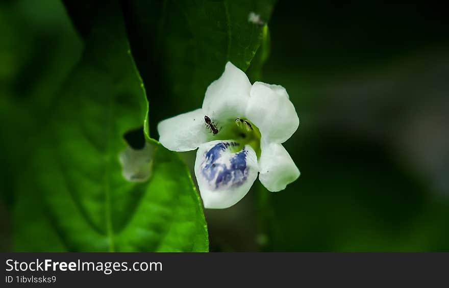 A flower was visited by an ant looking for food and then just left