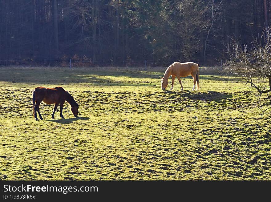 Hors In The Meadow.