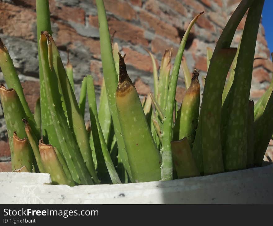 Aloe Vera plant in a pot, close up detail of Aloe Vera