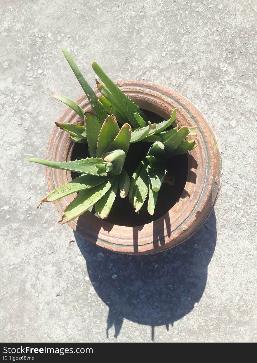 Aloe Vera In A Muddy Pot Top View