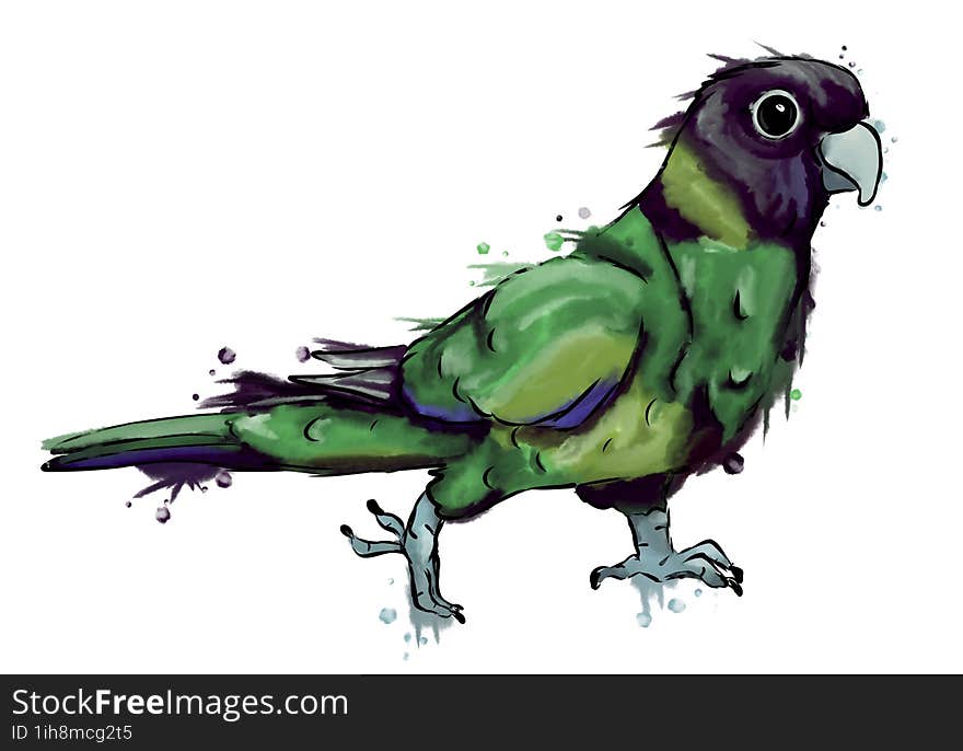 Port Lincoln Ringneck / Australian Ringneck Bird. Abstract, Watercolor, Fashion Illustration