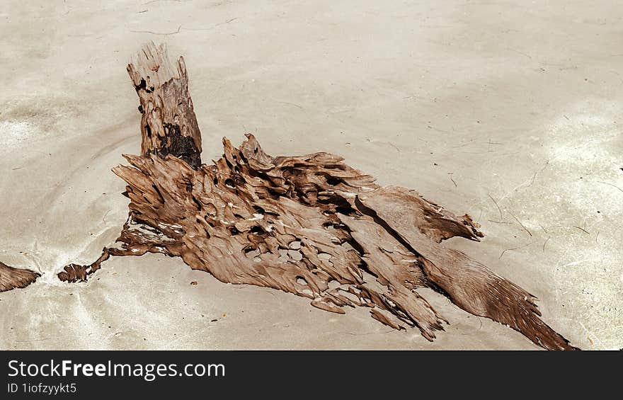 Old driftwood by the beach.