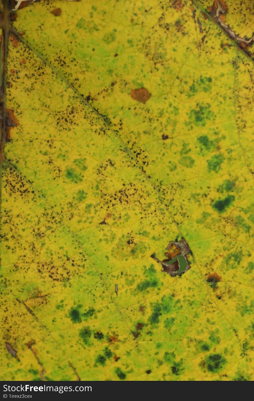 Yellow-green Leaf Texture For Texturing