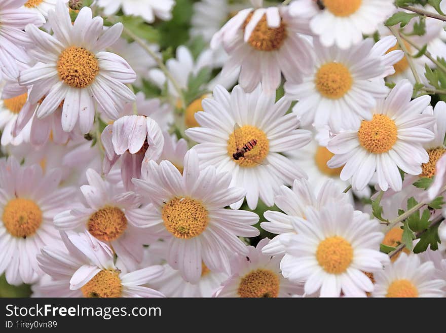 small bee on daisies in the form of a bright background