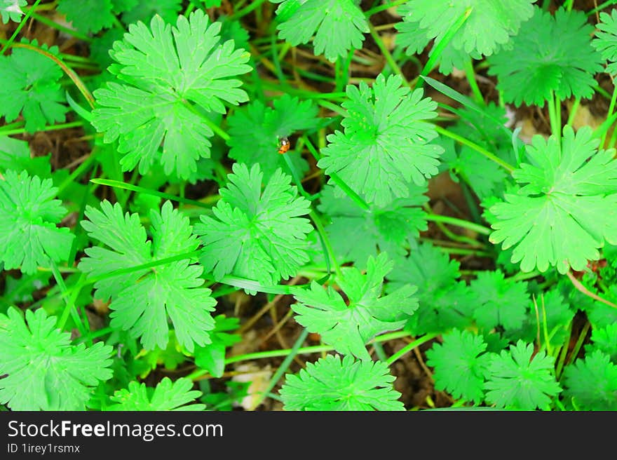 greenery close-up as a background