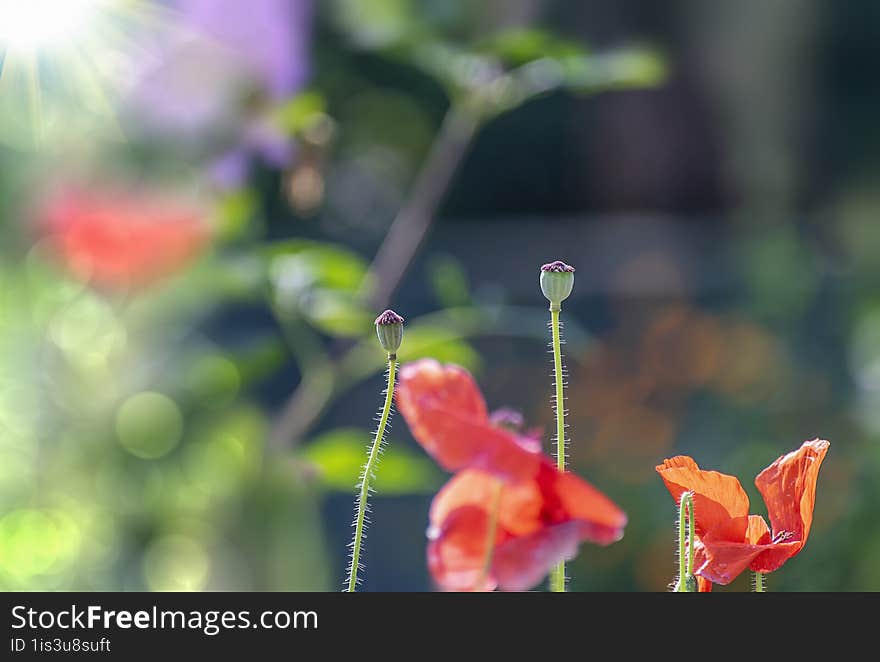 Close up of Winter flowers Red Poppy with bokeh of water drops on its petals in some garden in India. January 2024