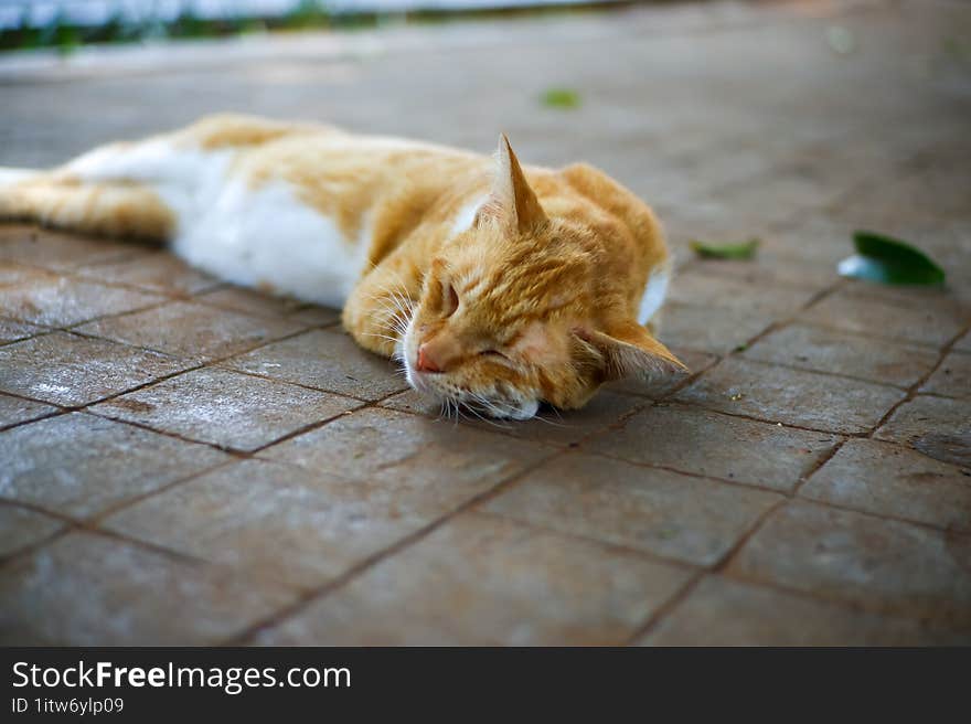 an orange and white cat was sleeping soundly on the park path