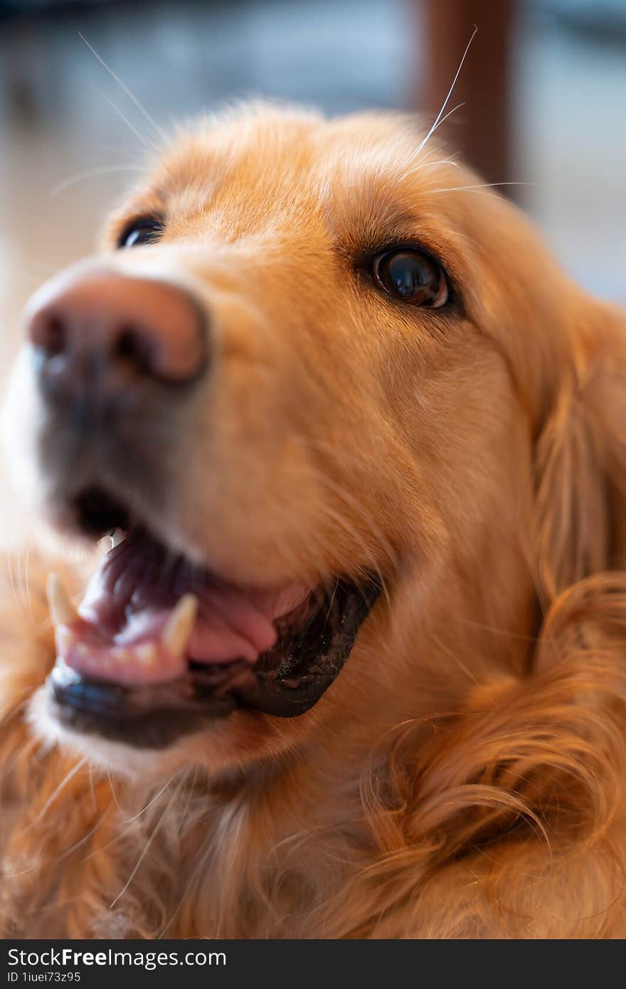 Blissful Golden Retriever: A Portrait of Canine Joy. Pure happiness radiating from the face of a golden retriever with a wide grin