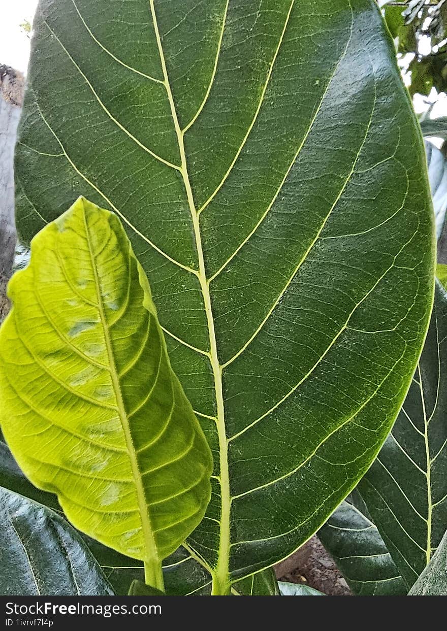 Young And Mature Leaves Together