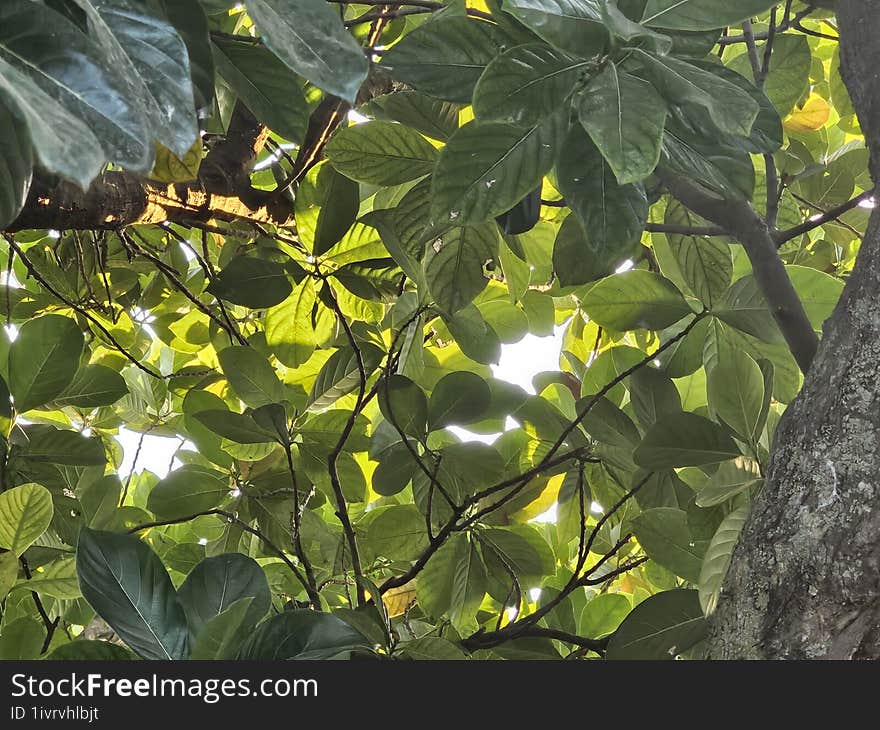 Jackfruit tree with greeny leaves