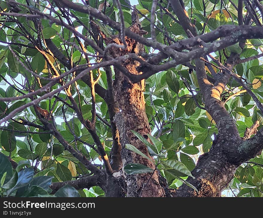 Jackfruit tree with old branches