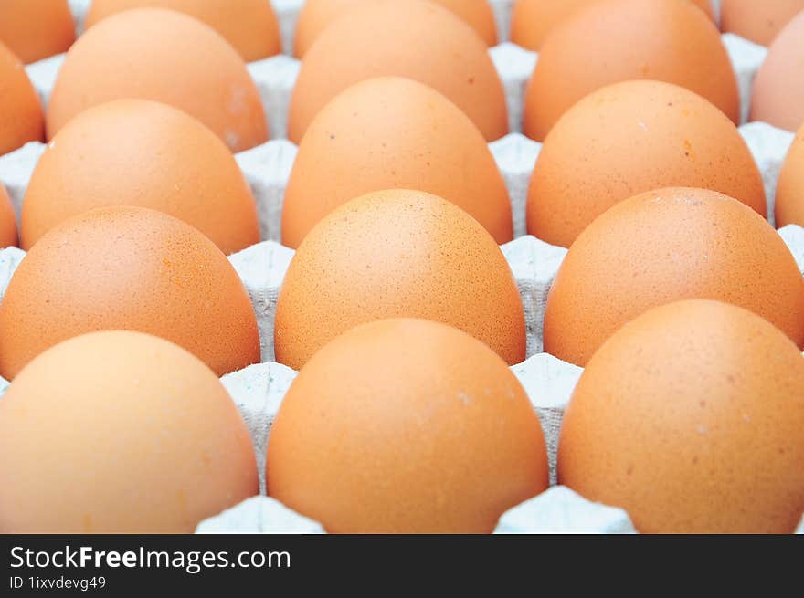 the fresh chicken organic brown eggs on carton