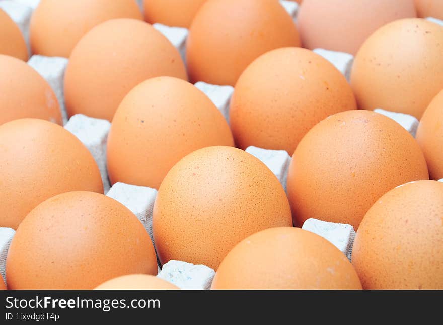 the fresh chicken organic brown eggs on carton