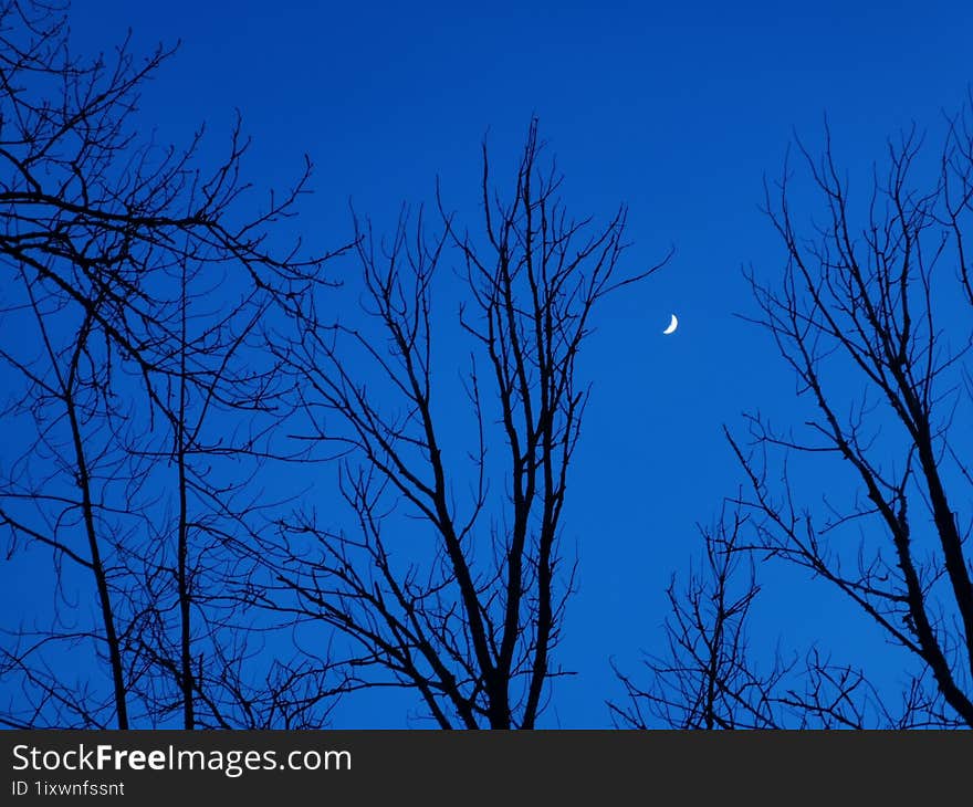 Winter Moon On A Blue Sky Background